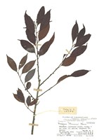 藏品(羅浮柿)的圖片